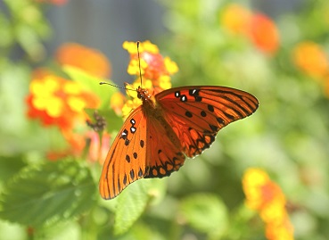 butterfly and colorful flowers